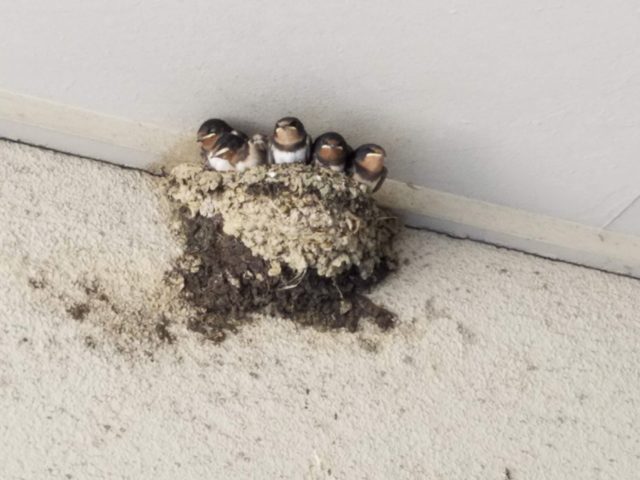 鞆の浦 つばめの巣