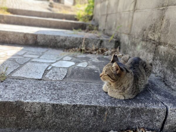 圓福寺周辺の猫